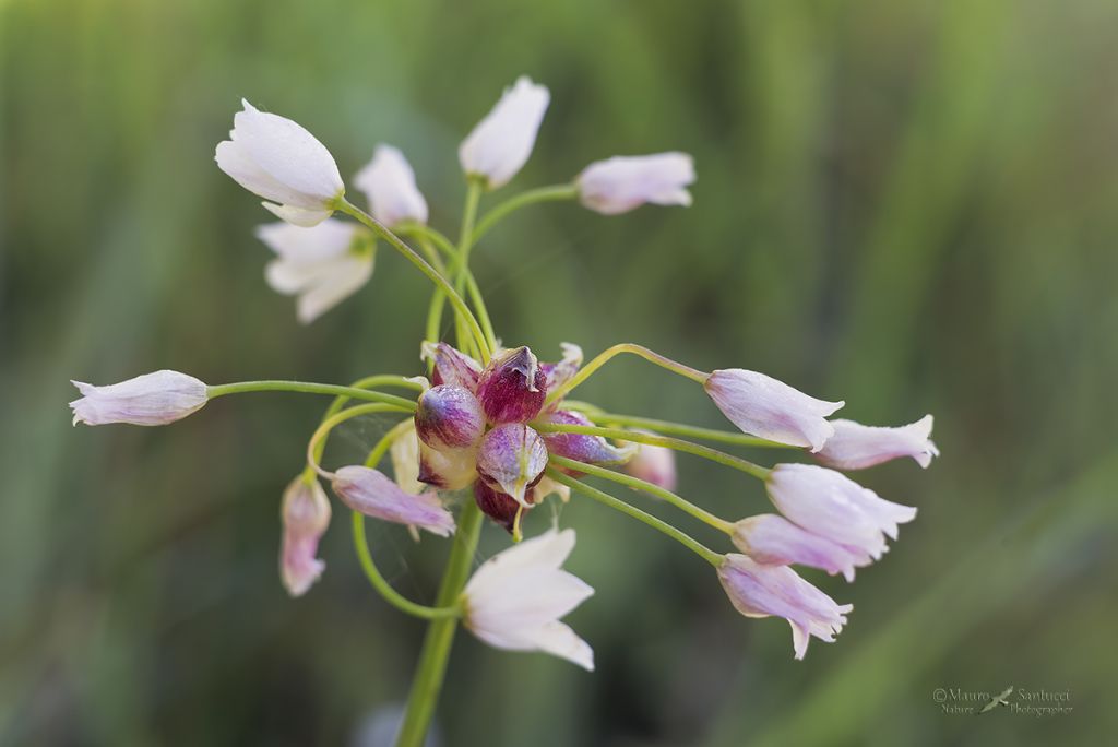 Allium roseum